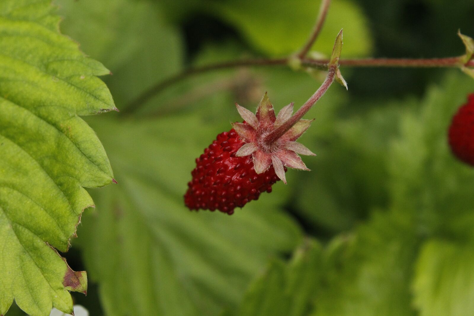 Canon EOS 1200D (EOS Rebel T5 / EOS Kiss X70 / EOS Hi) sample photo. Strawberry, sweet, fruit photography