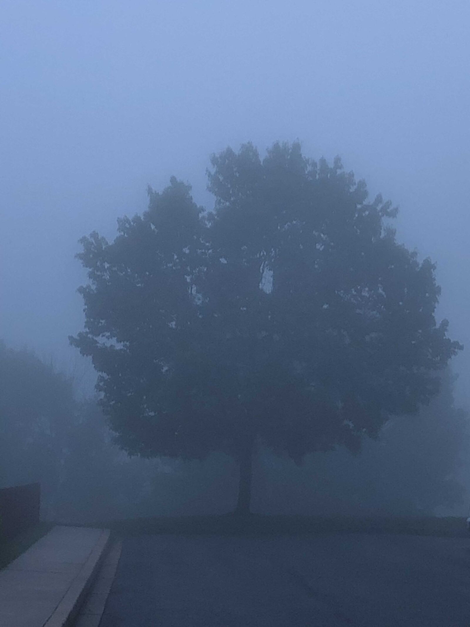 iPhone 8 back camera 3.99mm f/1.8 sample photo. Mist, fog, trees photography