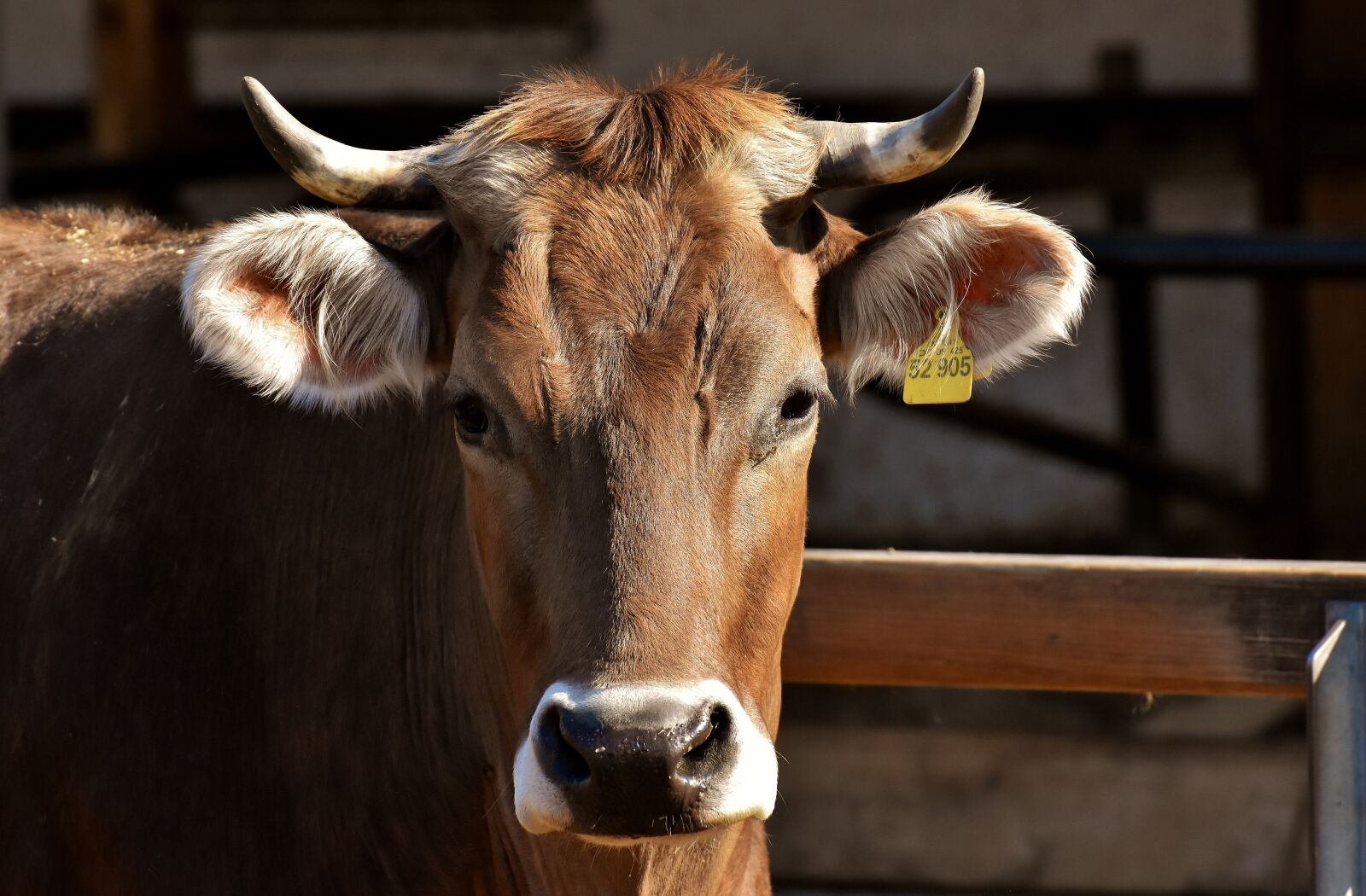 Nikon D7200 sample photo. Cow, beef, snout photography