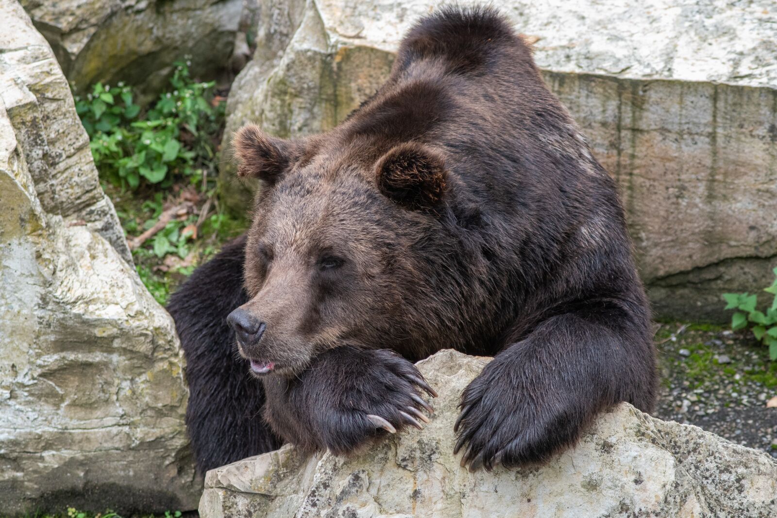 Nikon D750 sample photo. Bear, animal, dangerous photography
