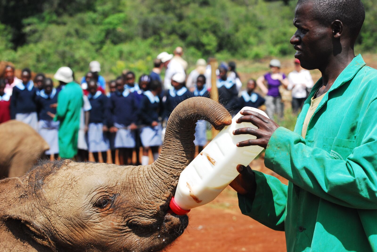 Nikon D200 sample photo. Elephants, bottle feeding, nairobi photography