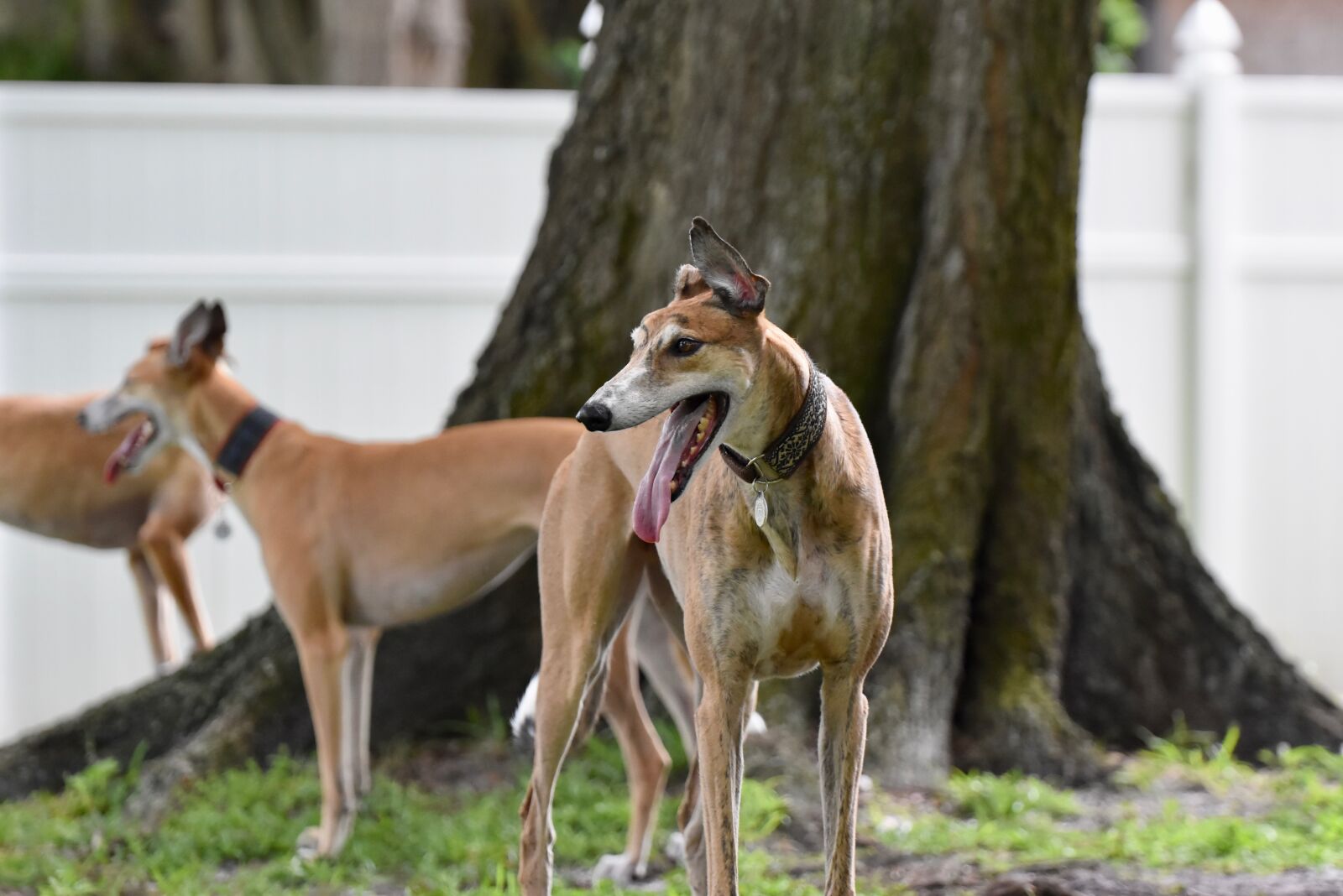 Nikon D5500 sample photo. Greyhound, retired racer, dog photography