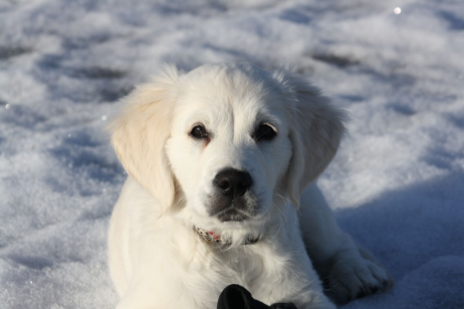 Canon EOS 1000D (EOS Digital Rebel XS / EOS Kiss F) sample photo. Golden retriever, puppy, dog photography