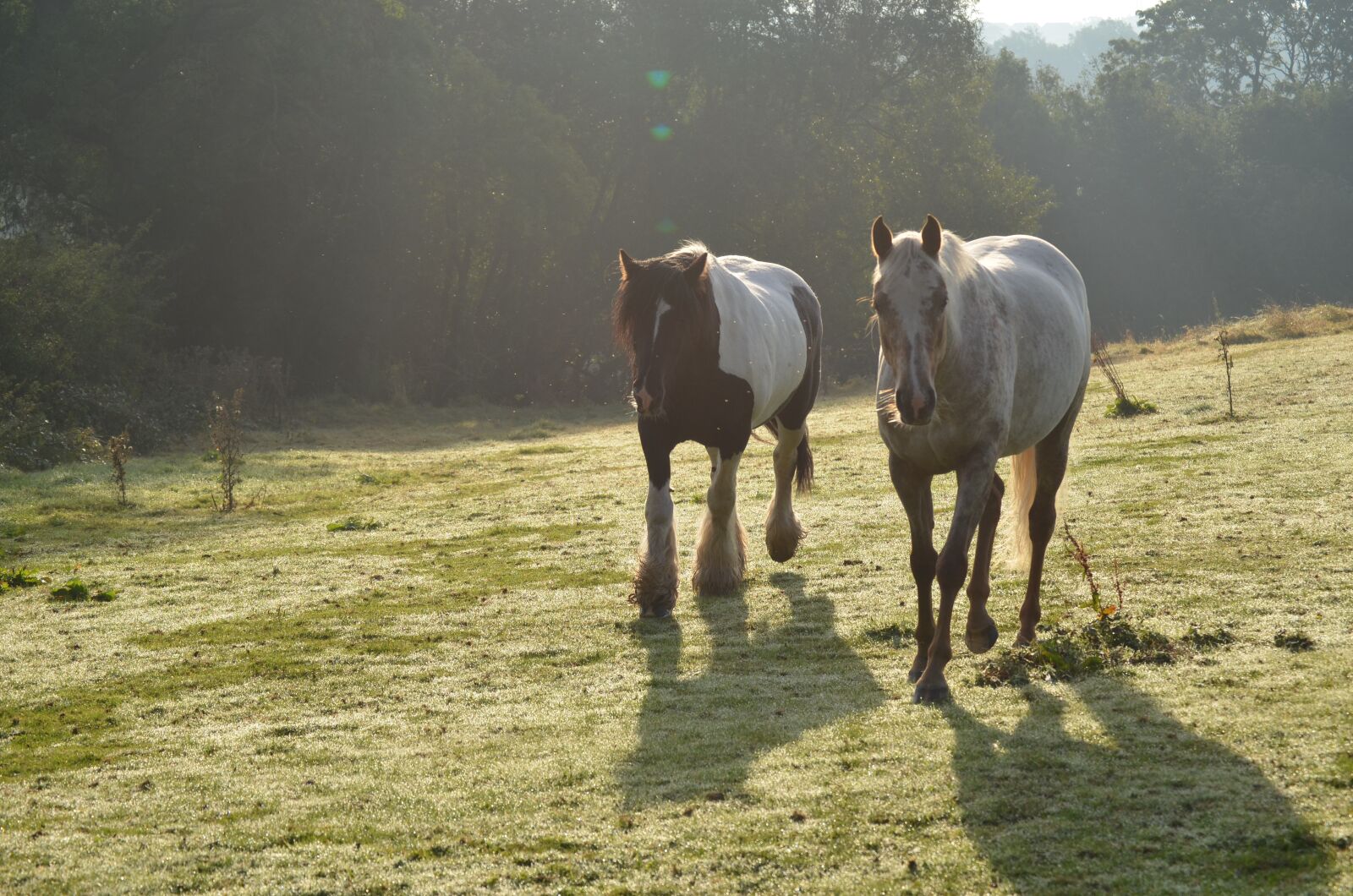 Nikon D5100 sample photo. Horses, running, galloping photography