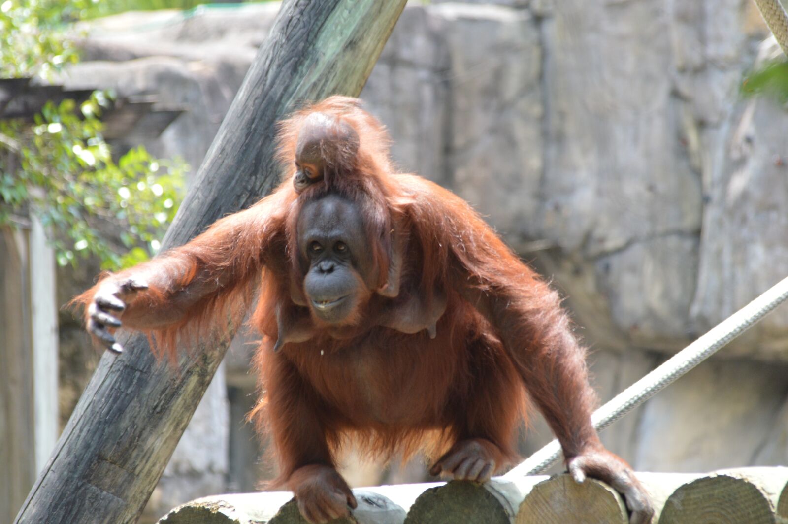 Nikon D3200 sample photo. Orangutan, baby, zoo photography
