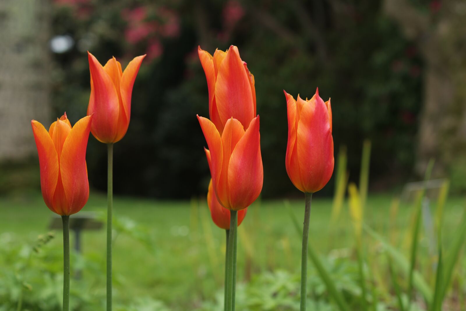 Canon EOS 1200D (EOS Rebel T5 / EOS Kiss X70 / EOS Hi) sample photo. Tulips, flowers, spring photography
