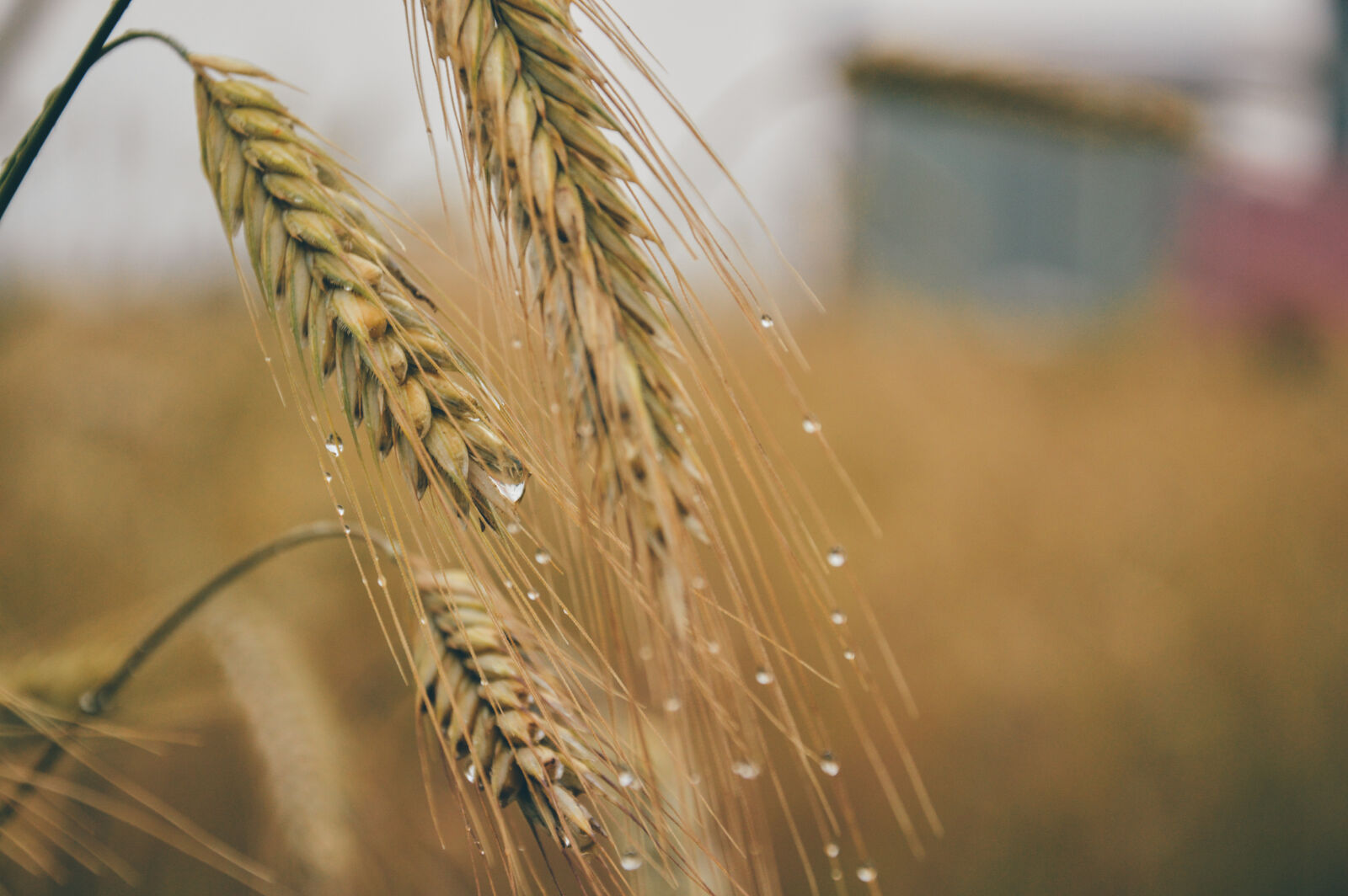 Nikon D3200 sample photo. Brown, wheat, grass, with photography