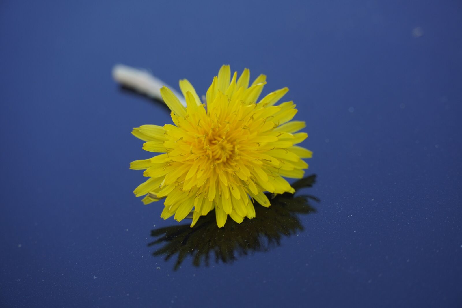 Sony a6400 sample photo. Dandalion, yellow, flower photography