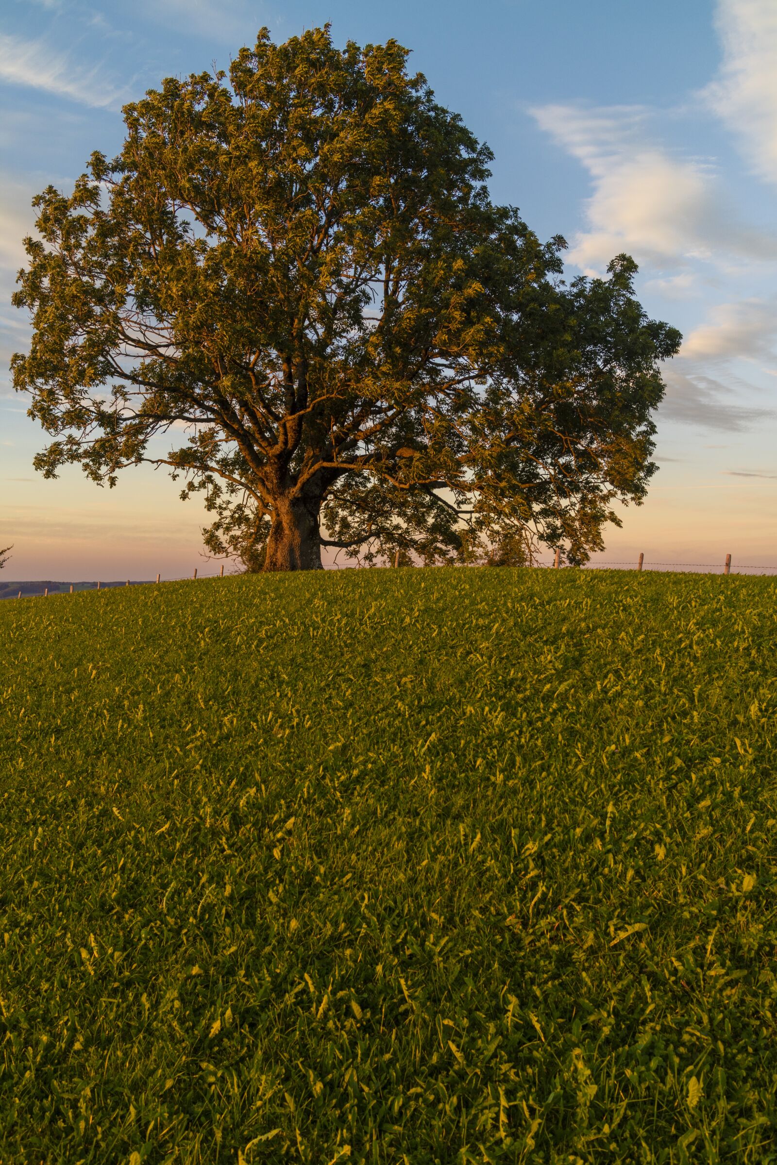 Canon EOS M3 + Canon EF-M 22mm F2 STM sample photo. Tree, sunset, abendstimmung photography