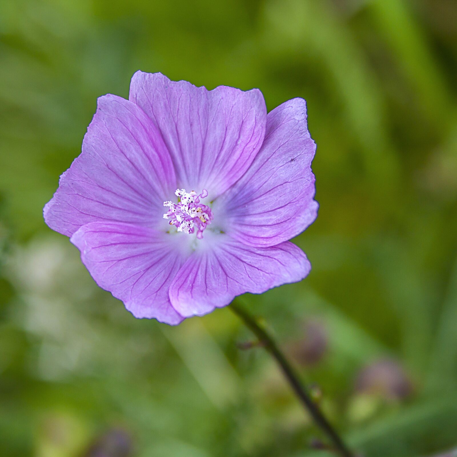 Canon EOS 500D (EOS Rebel T1i / EOS Kiss X3) + Canon EF-S 18-55mm F3.5-5.6 II sample photo. Wildflower, musk-mallow, botany photography