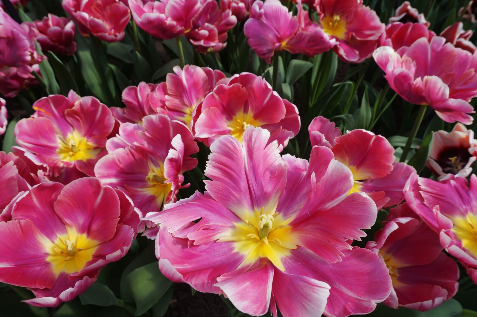 Sony Alpha NEX-3N sample photo. Holland, netherlands, flower photography