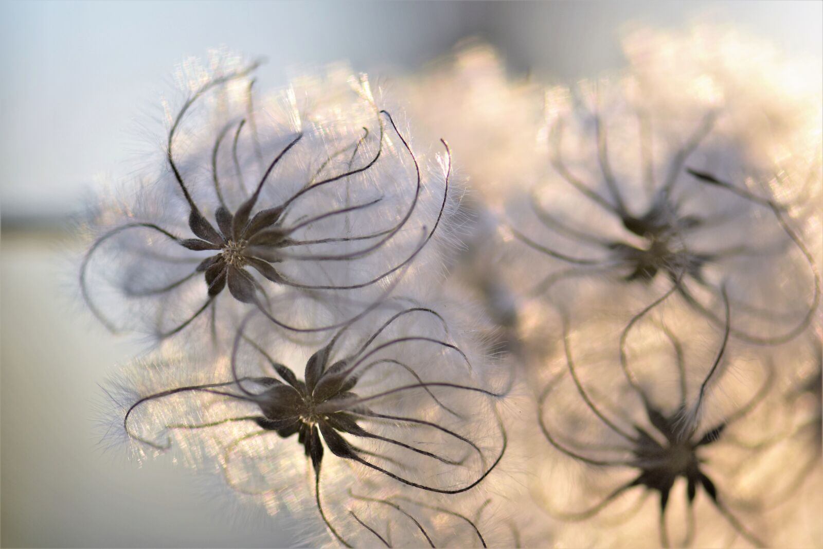 Nikon D5500 sample photo. Plant, seeds, nature photography