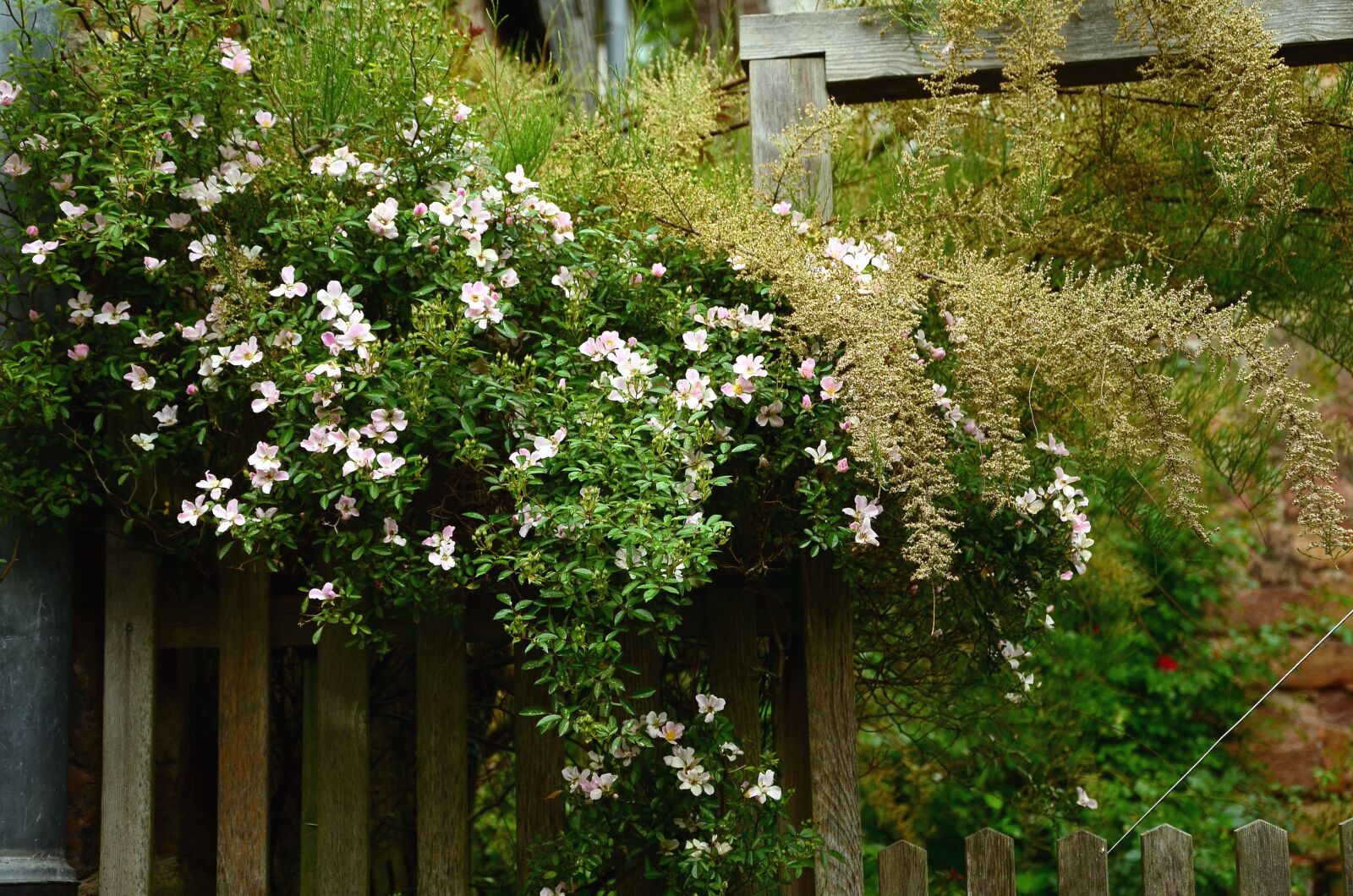 Nikon D5100 sample photo. Illar, fence, flower, flowering photography