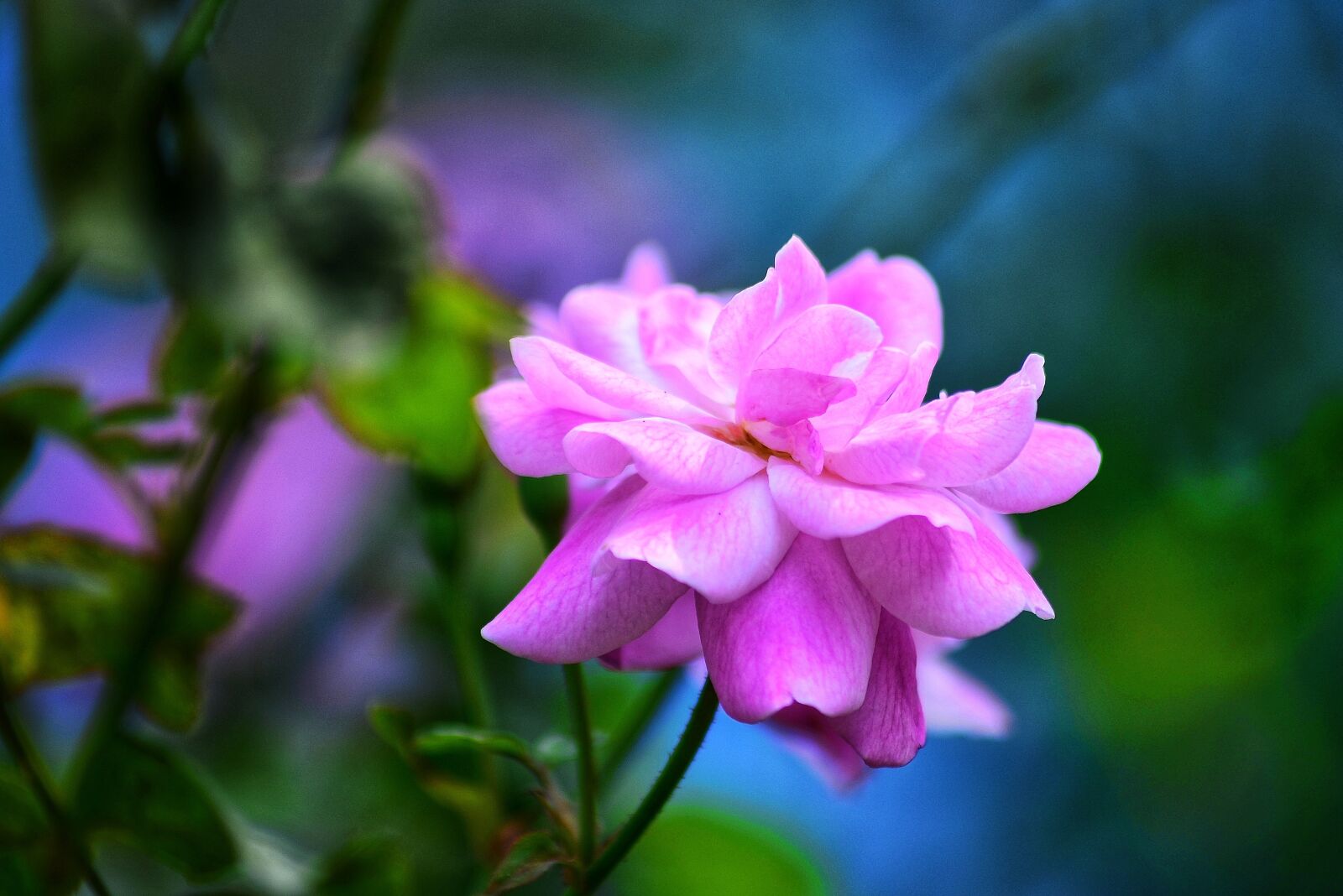 Nikon D5100 sample photo. Rose flower, on the photography