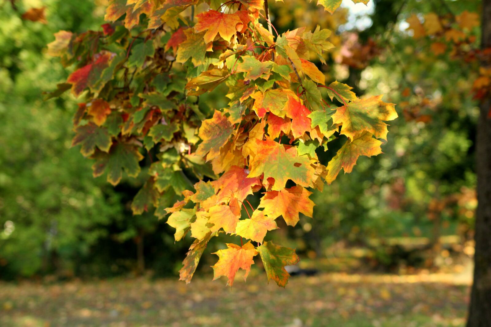 Canon EOS 1200D (EOS Rebel T5 / EOS Kiss X70 / EOS Hi) sample photo. Autumn, colorful leaves, autumn photography