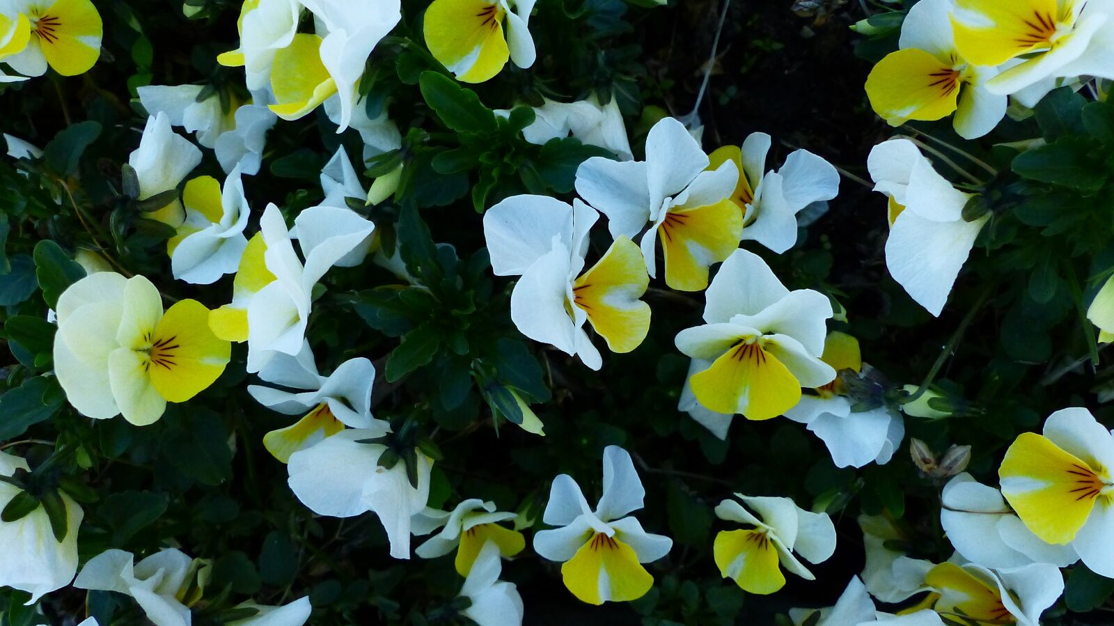 Panasonic Lumix DMC-FZ200 sample photo. Flower, plant, garden photography