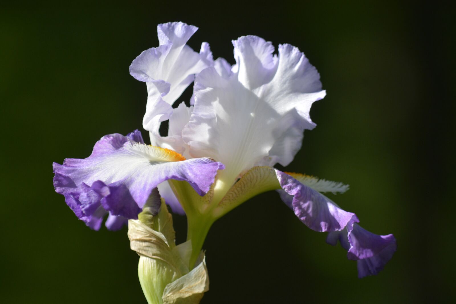 Nikon D7100 sample photo. Iris, white and purple photography