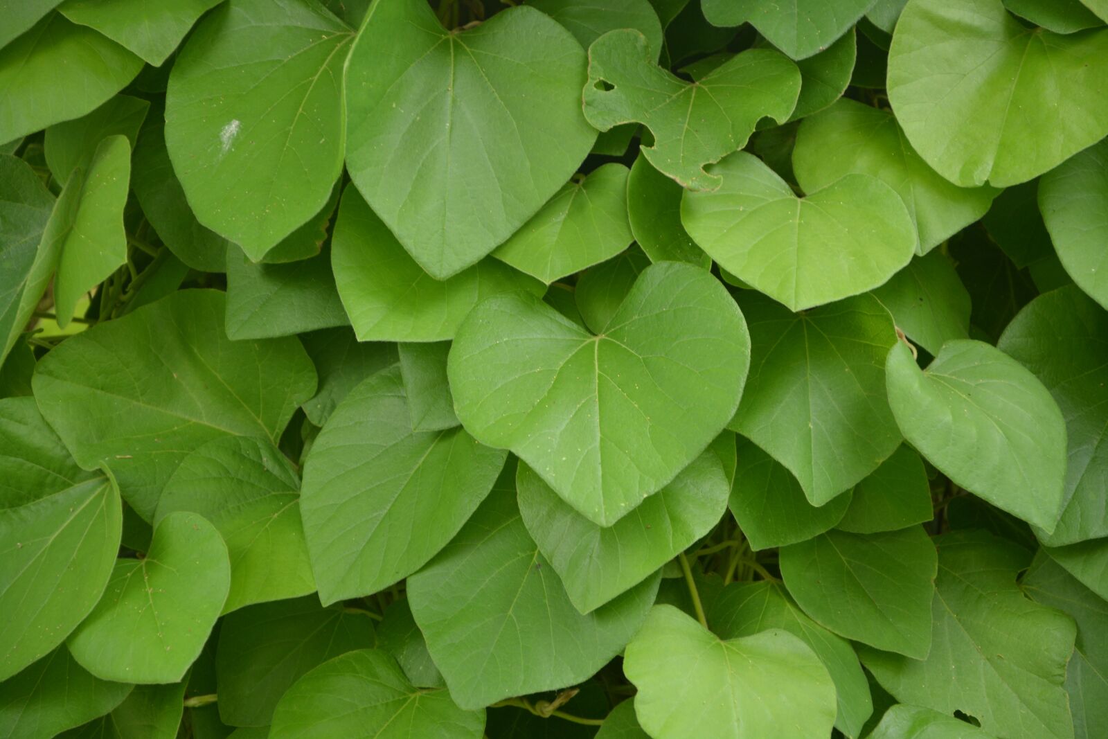Nikon D5200 sample photo. Leaves, foliage, the shape photography