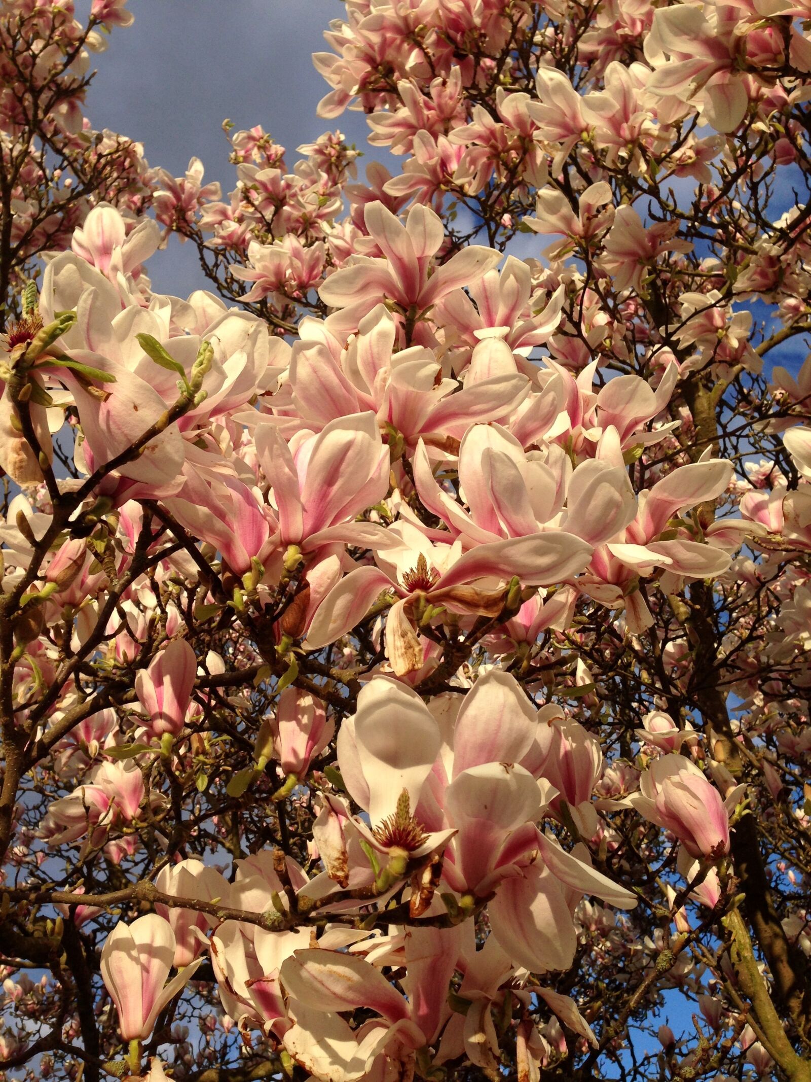 iPhone 5 back camera 4.12mm f/2.4 sample photo. Magnolia, tree, spring photography