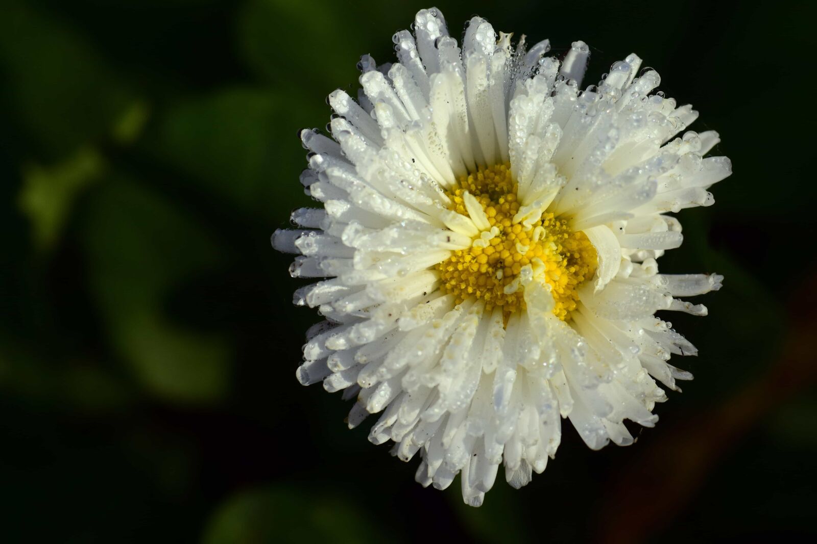 Nikon D3300 sample photo. Flower, flora, leaf, nature photography