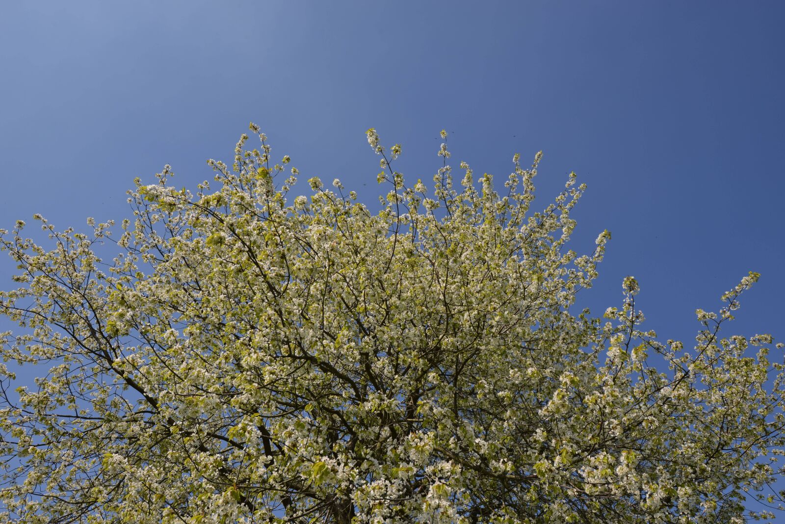 Nikon D800 sample photo. Spessart, tree, summer photography