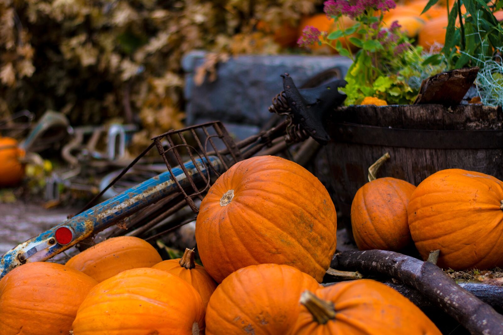 Nikon D7100 sample photo. Halloween, autumn, pumpkin photography