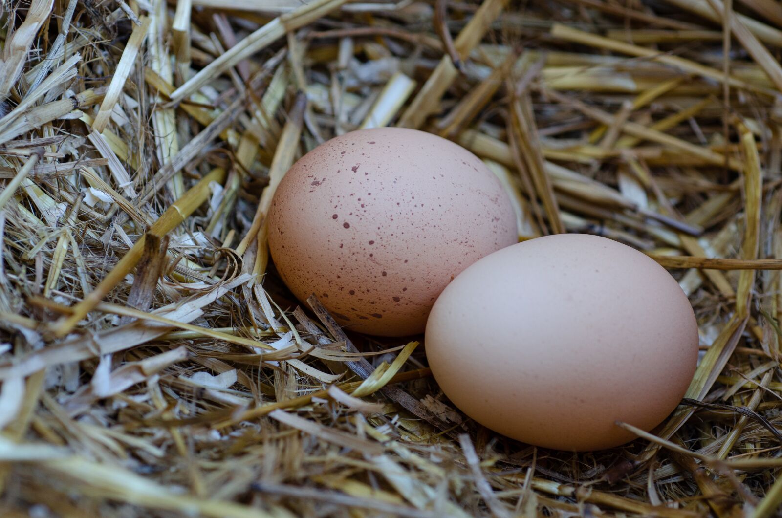 Nikon D7000 sample photo. Eggs, nest, scrim photography
