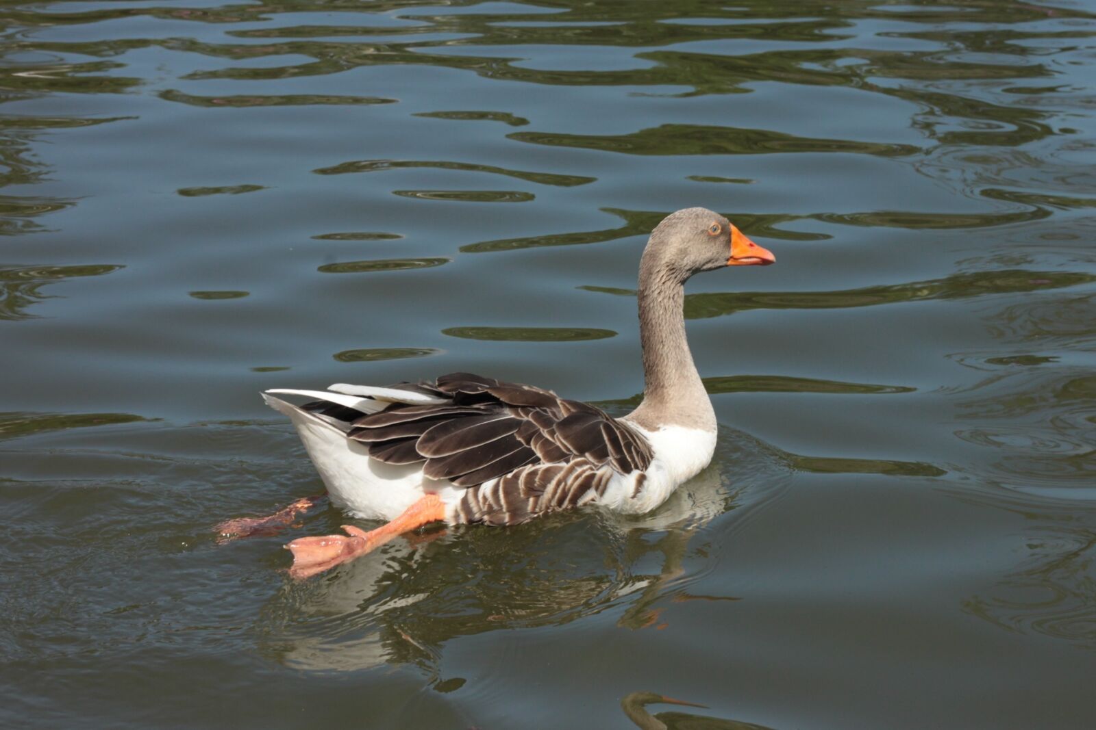 Canon EOS 500D (EOS Rebel T1i / EOS Kiss X3) sample photo. Duck, lake, swimming photography