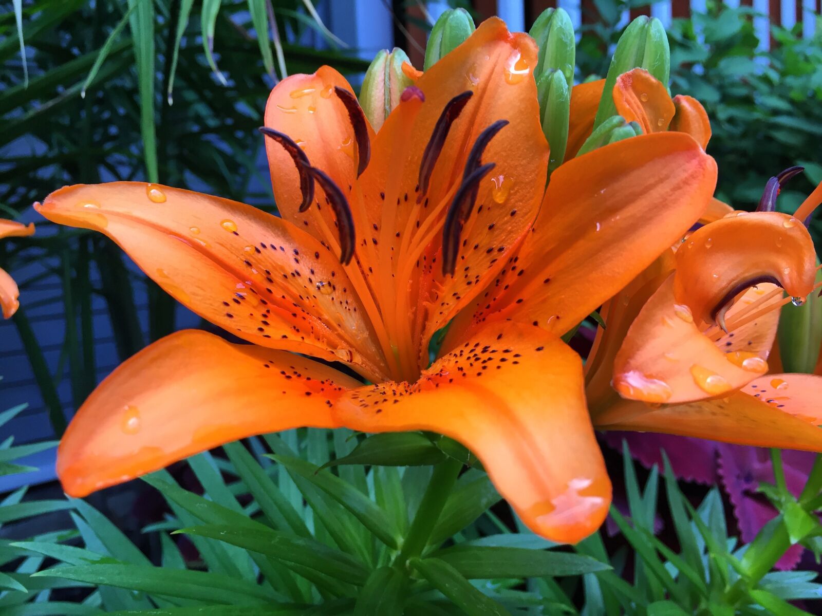 Apple iPhone 6 sample photo. Tiger lily, nature, orange photography