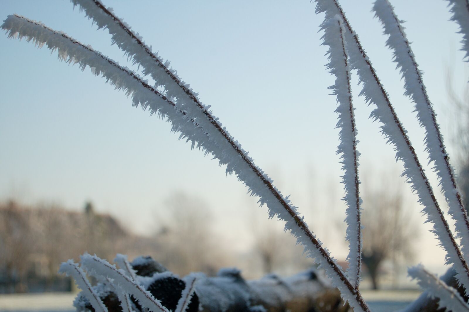 Nikon D50 sample photo. Blades of grass, iced photography