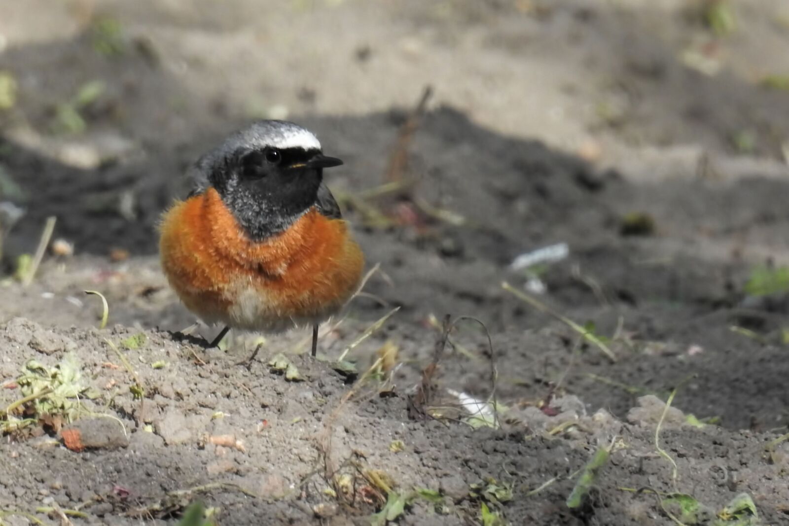 Nikon Coolpix P900 sample photo. Stonechat, bird, songbird photography