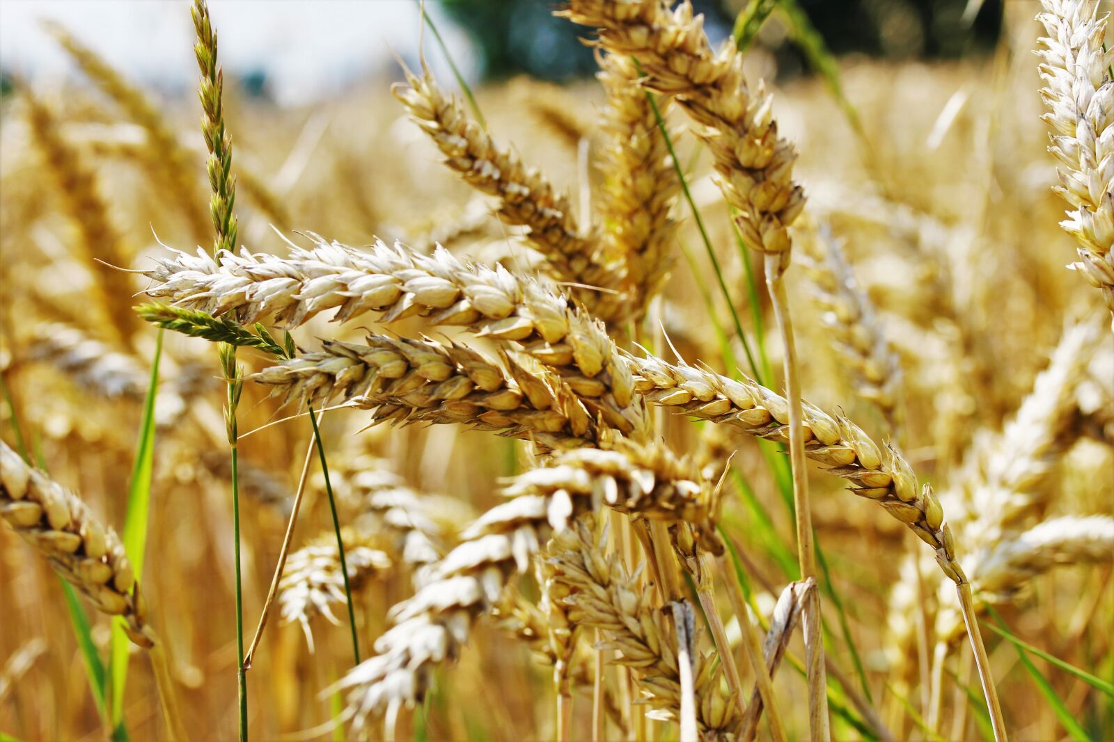 Canon EOS 550D (EOS Rebel T2i / EOS Kiss X4) sample photo. Wheat, field, agriculture photography