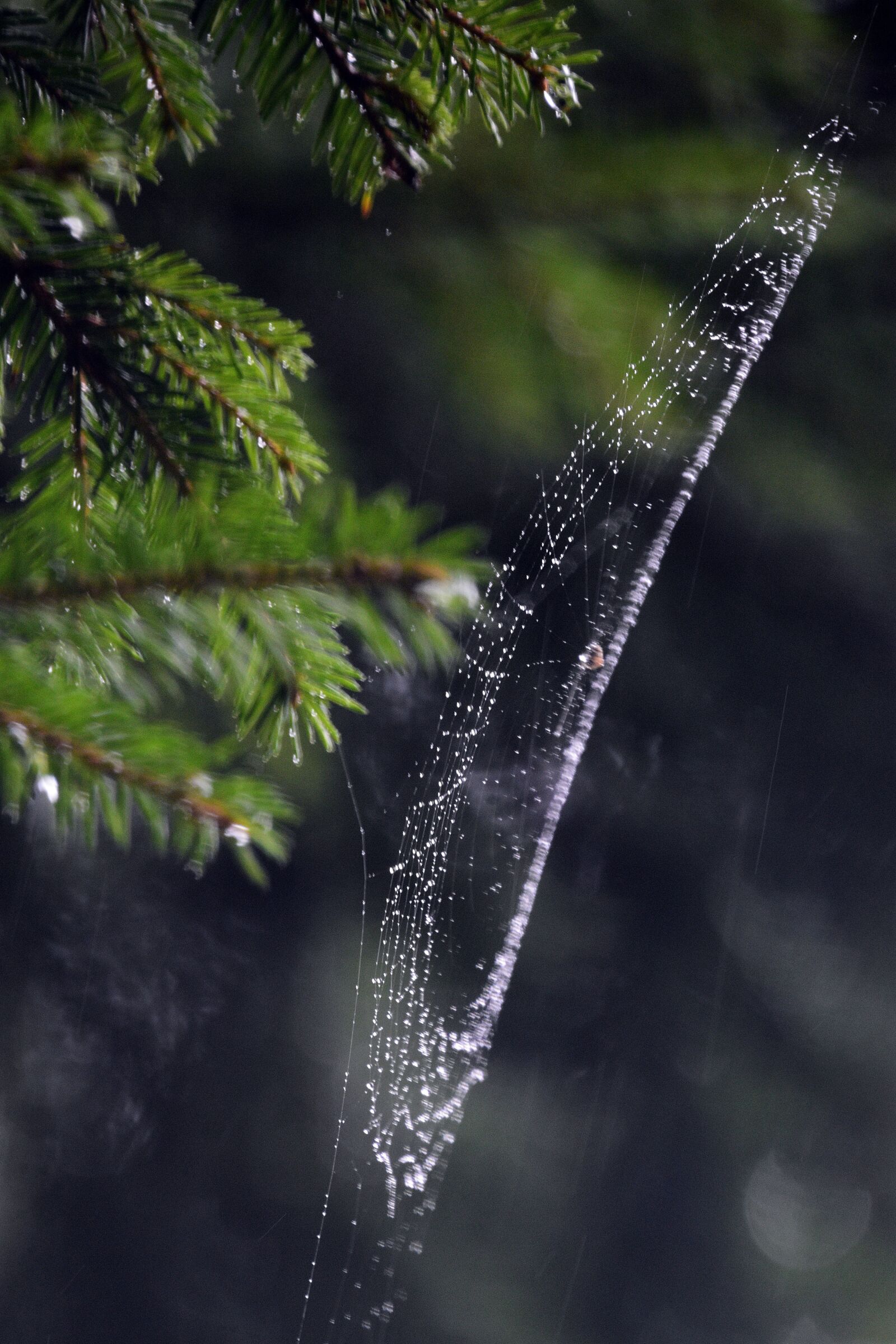 Nikon D3400 sample photo. Cobweb, hotel, spider photography