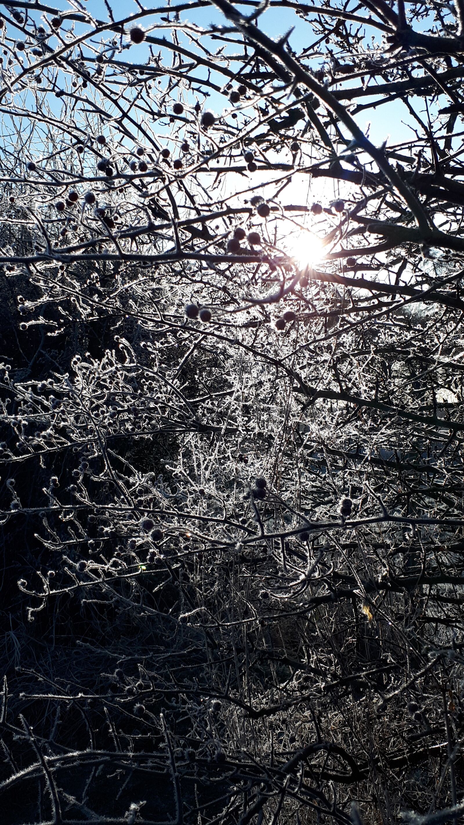 Samsung Galaxy A5(2017) sample photo. Winter, woods, morning photography