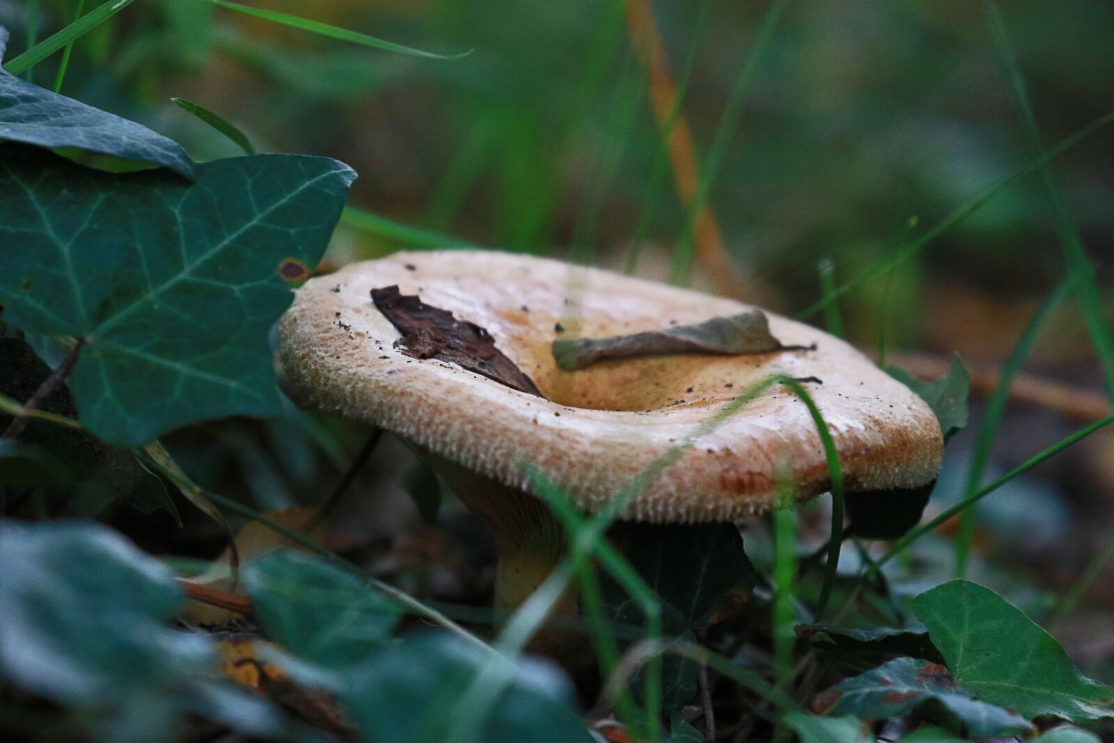 Canon EOS 7D Mark II sample photo. Autumn, humidity, fungus photography