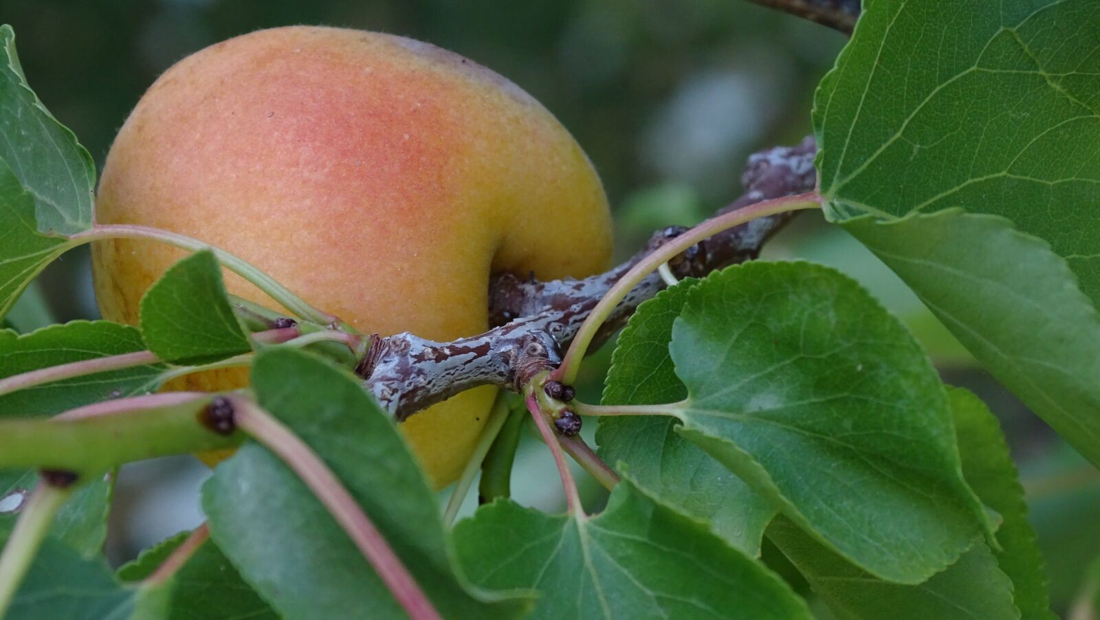 Sony Cyber-shot DSC-HX400V sample photo. Apricot, tree, spring photography