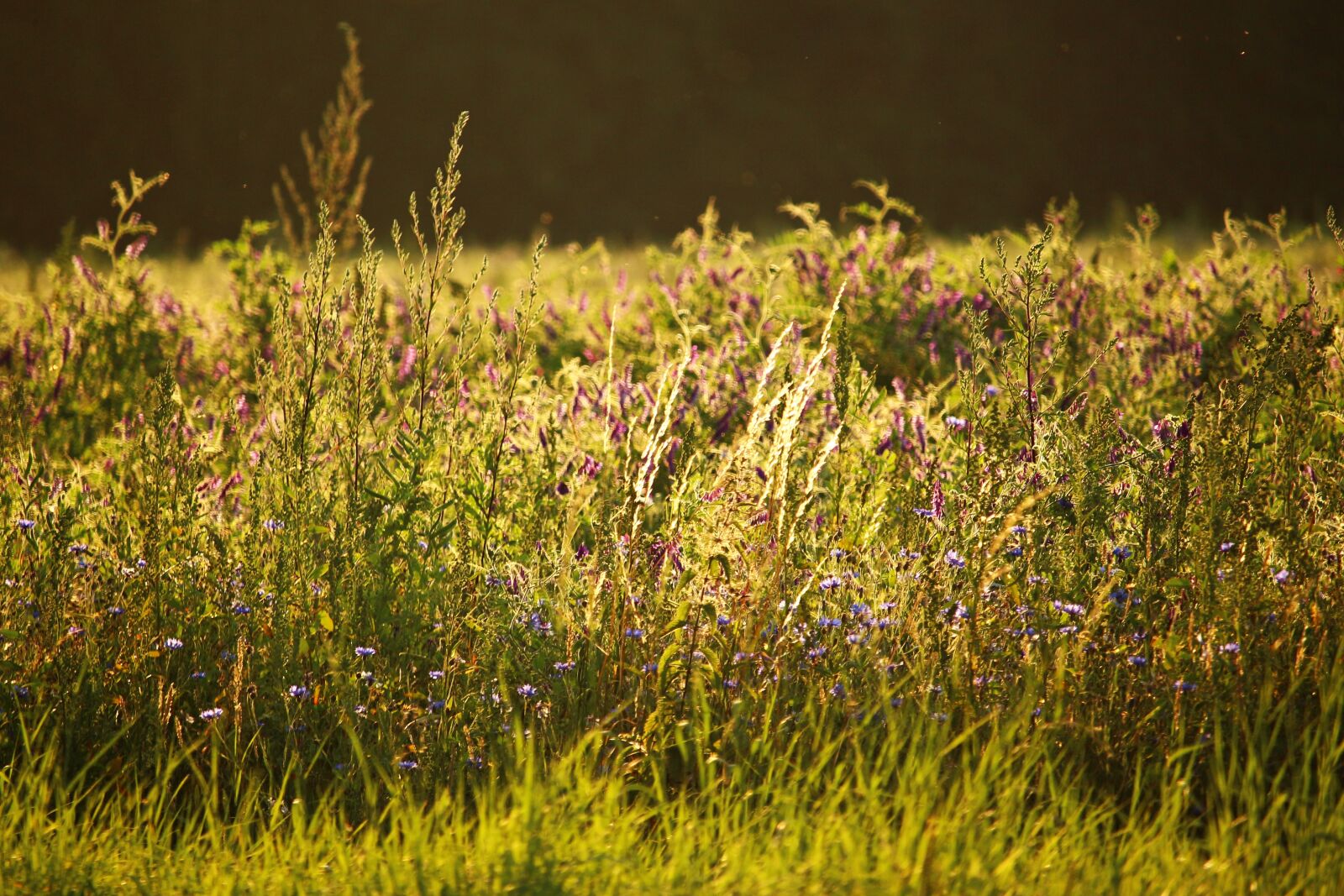 Canon EOS 100D (EOS Rebel SL1 / EOS Kiss X7) sample photo. Field, flower, meadow photography