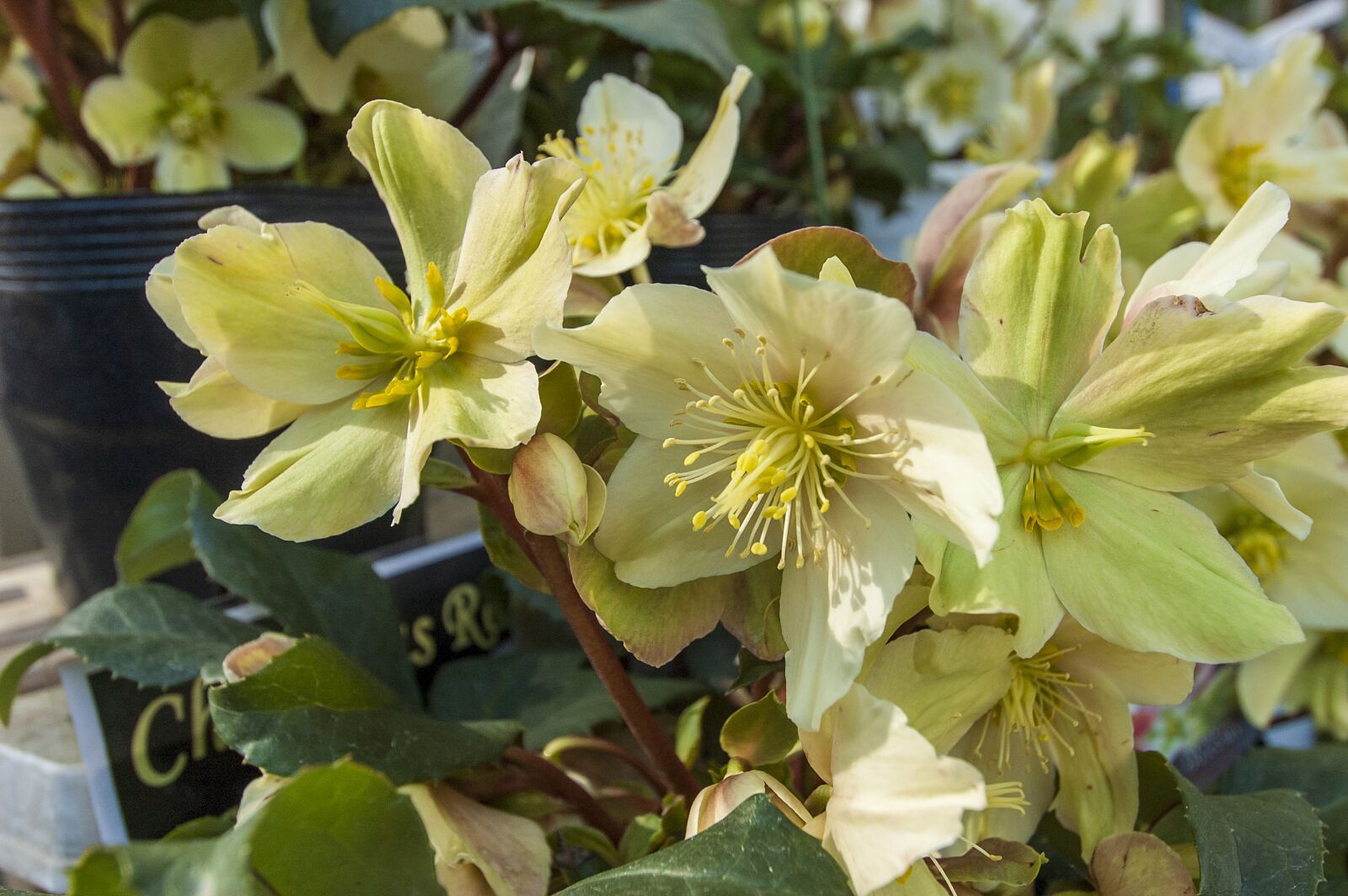 Nikon D70s sample photo. Christmas rose, flowers, natural photography