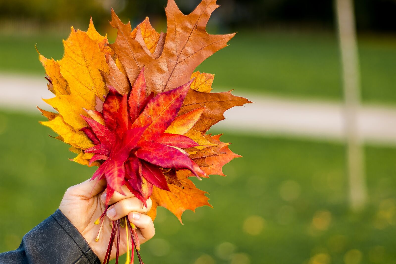 Canon EOS 70D + Canon EF 50mm F1.8 STM sample photo. Fall, autumn, leaves photography