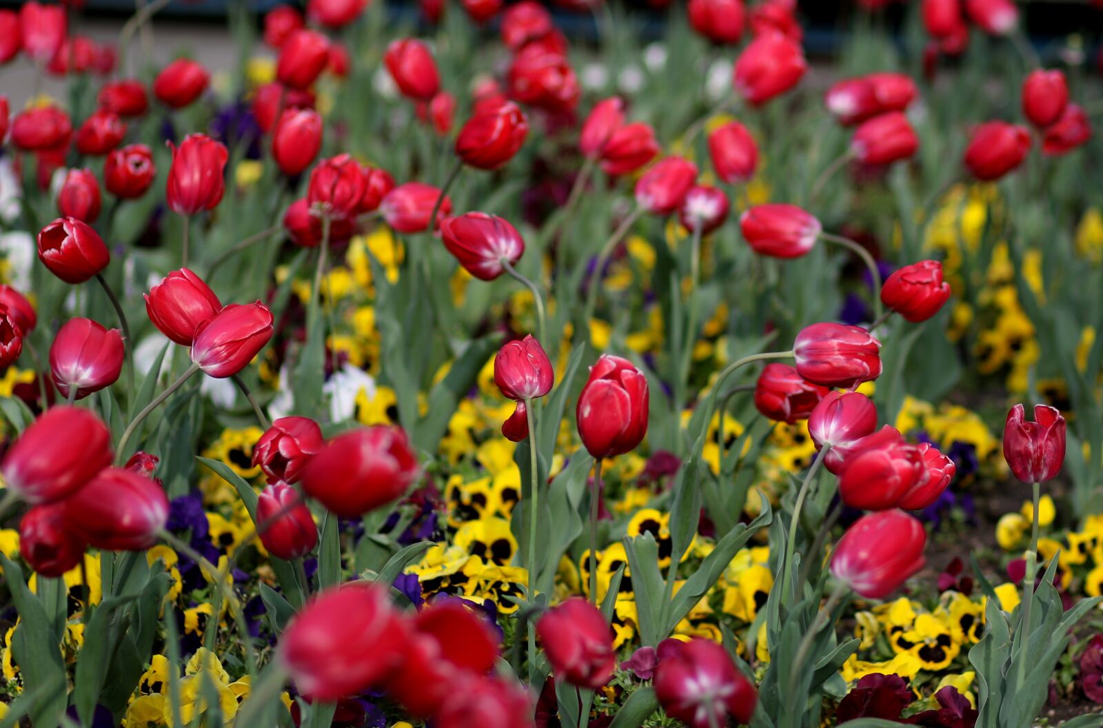 Canon EF 85mm F1.8 USM sample photo. Tulips, red, coloring photography