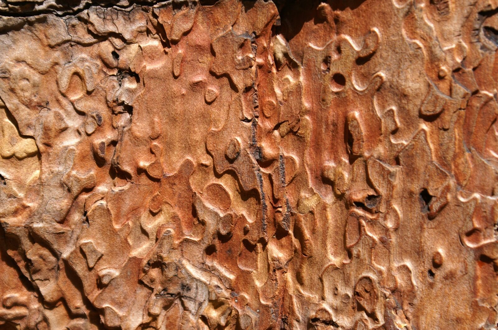 KONICA MINOLTA DYNAX 5D sample photo. Pattern, structure, wood photography