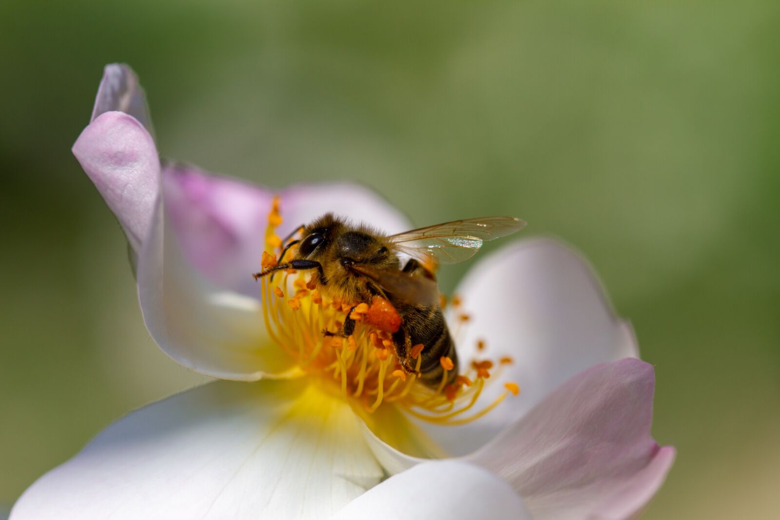 Canon EOS 7D sample photo. Bee, insect, pollen photography