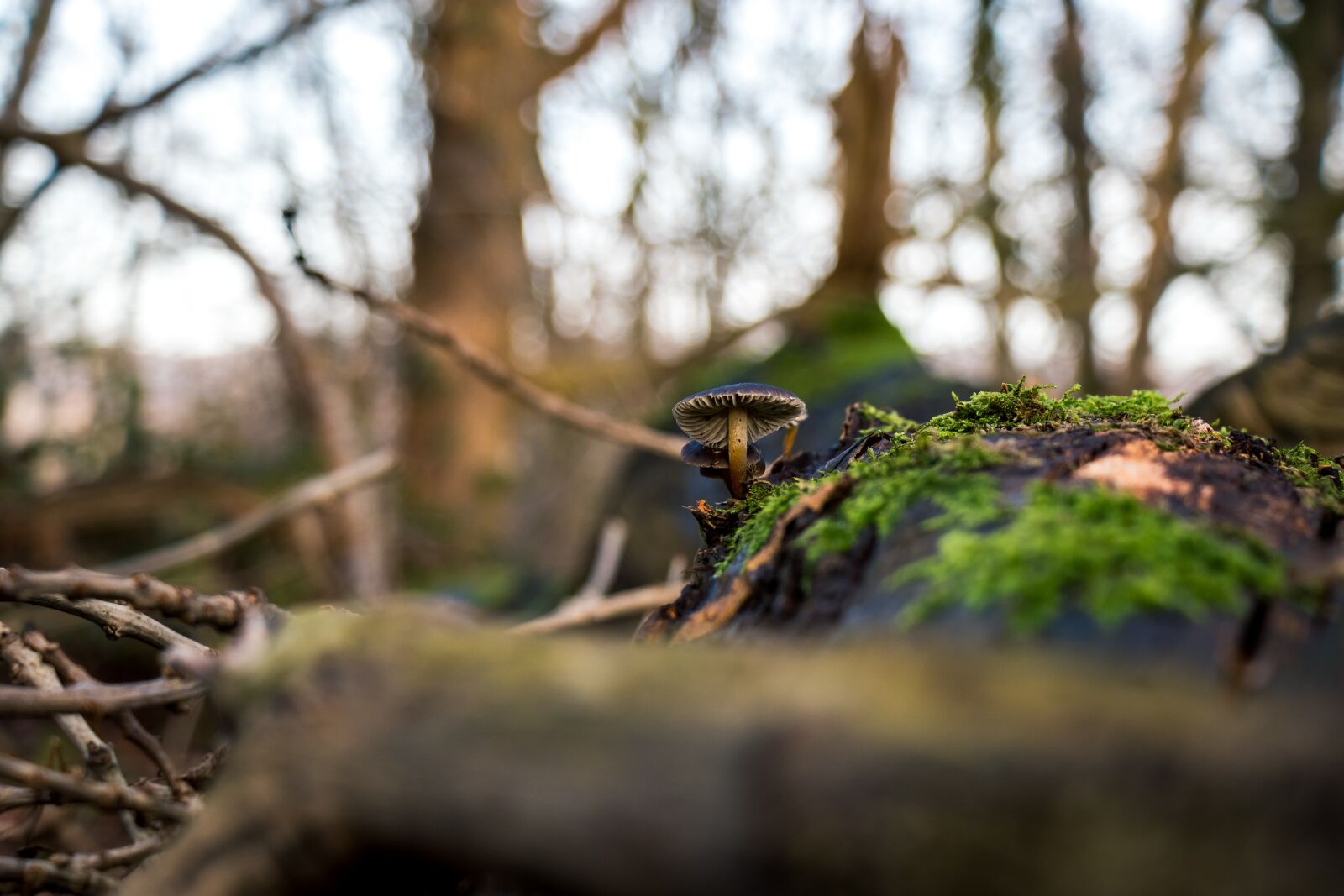 Canon EF-S 18-135mm F3.5-5.6 IS USM sample photo. Mushroom, forest, closeup photography