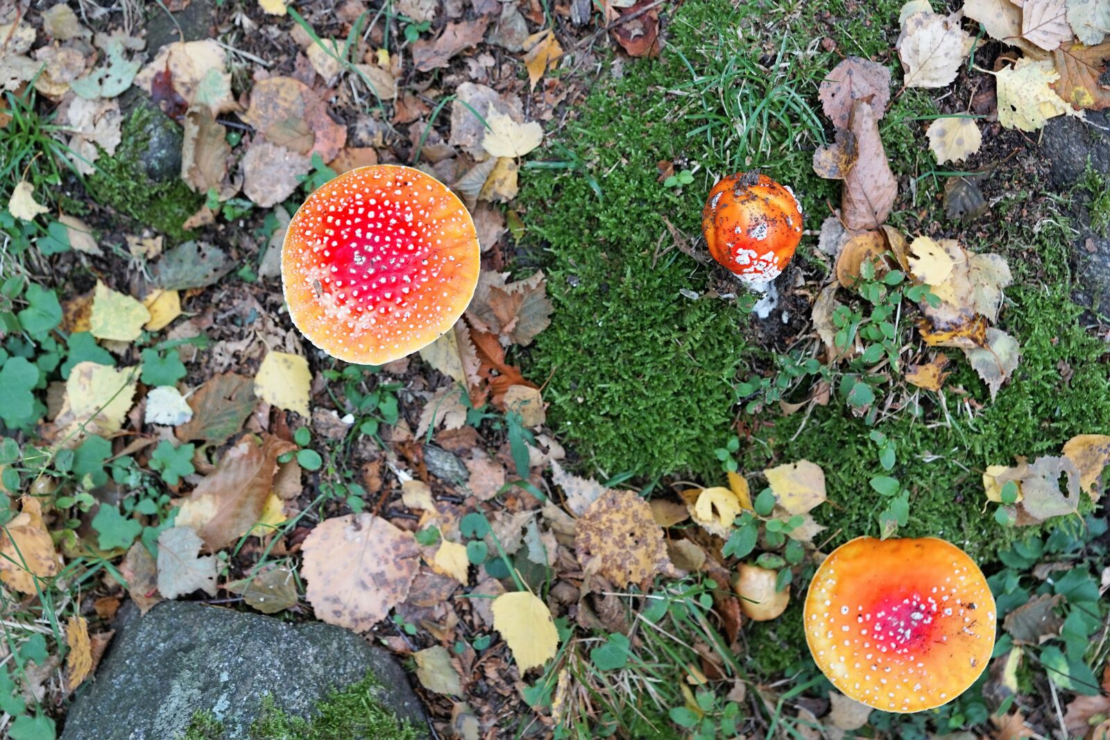 Sony ILCA-77M2 + Sony DT 16-50mm F2.8 SSM sample photo. Fly agaric, poison, toxic photography