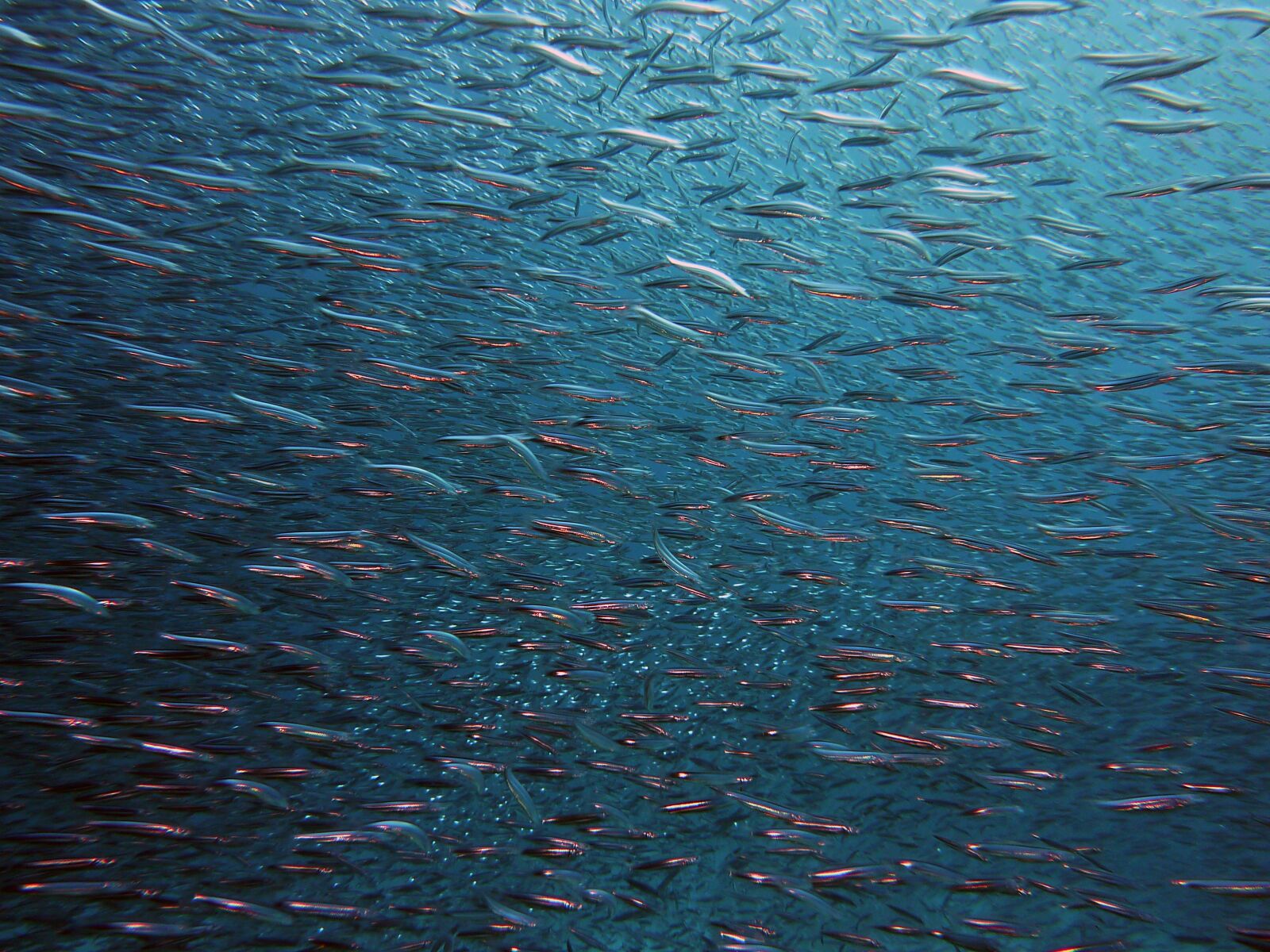 Panasonic Lumix DMC-ZS1 (Lumix DMC-TZ6) sample photo. Fish, swarm, underwater photography