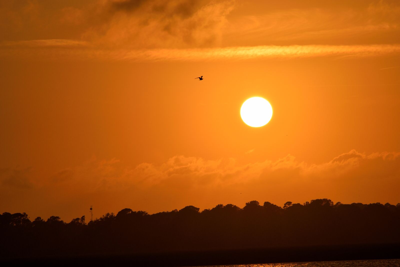 Nikon D3300 sample photo. Sunset, florida, birds photography