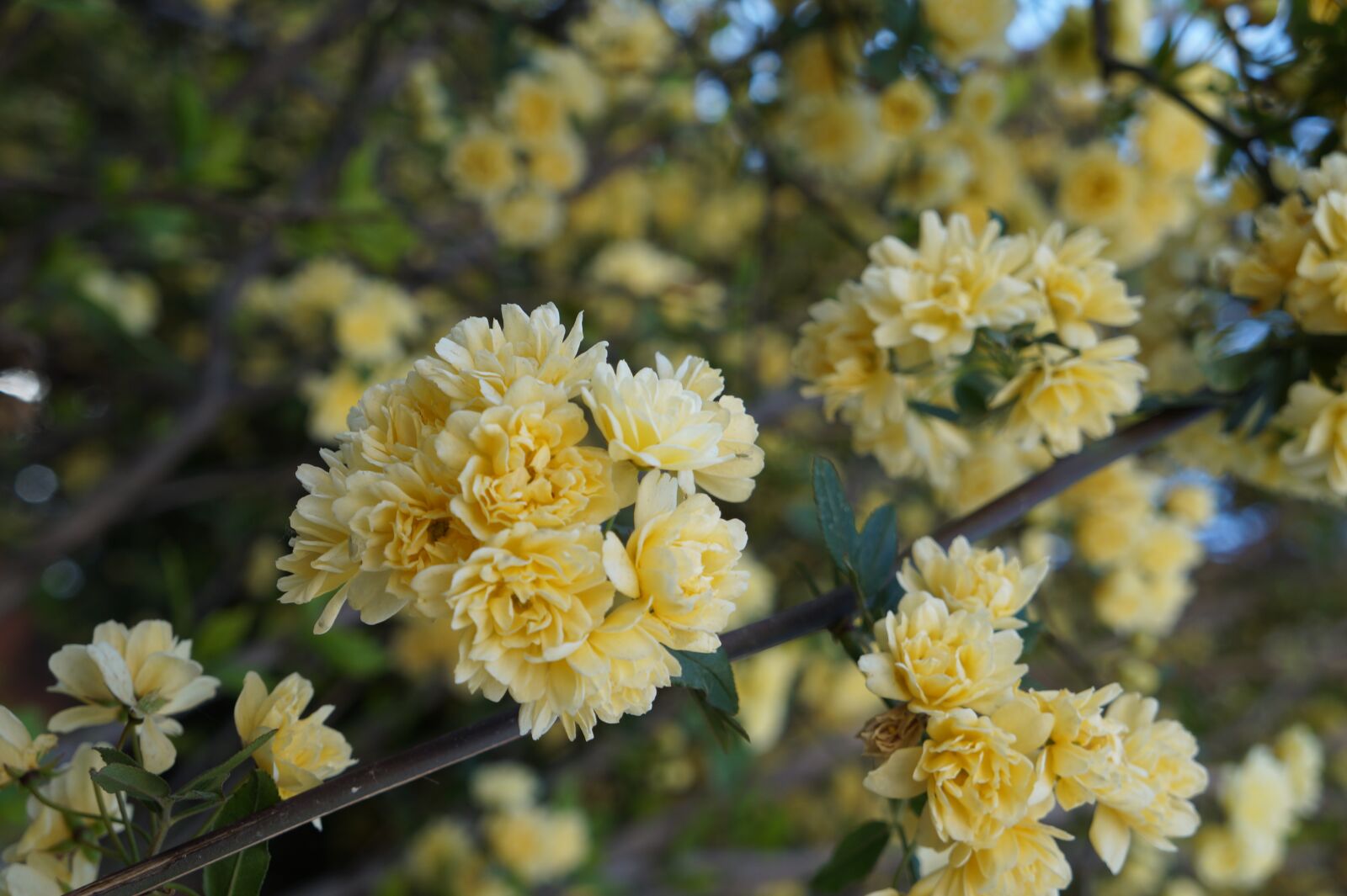 Sony Alpha a3000 + Sony E 18-55mm F3.5-5.6 OSS sample photo. Spring, flowers, yellow photography