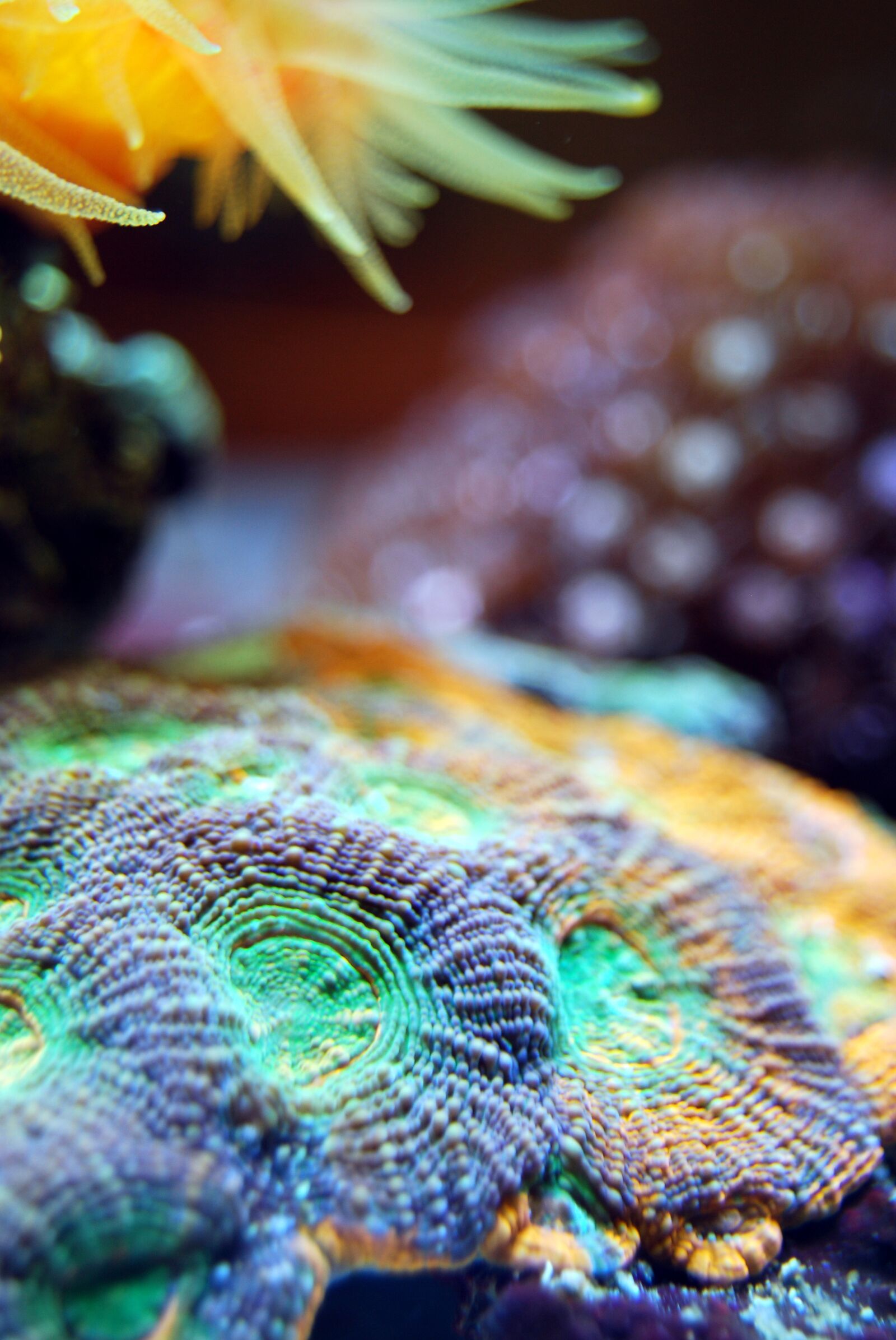 Nikon D40X sample photo. Coral, reef, sea photography