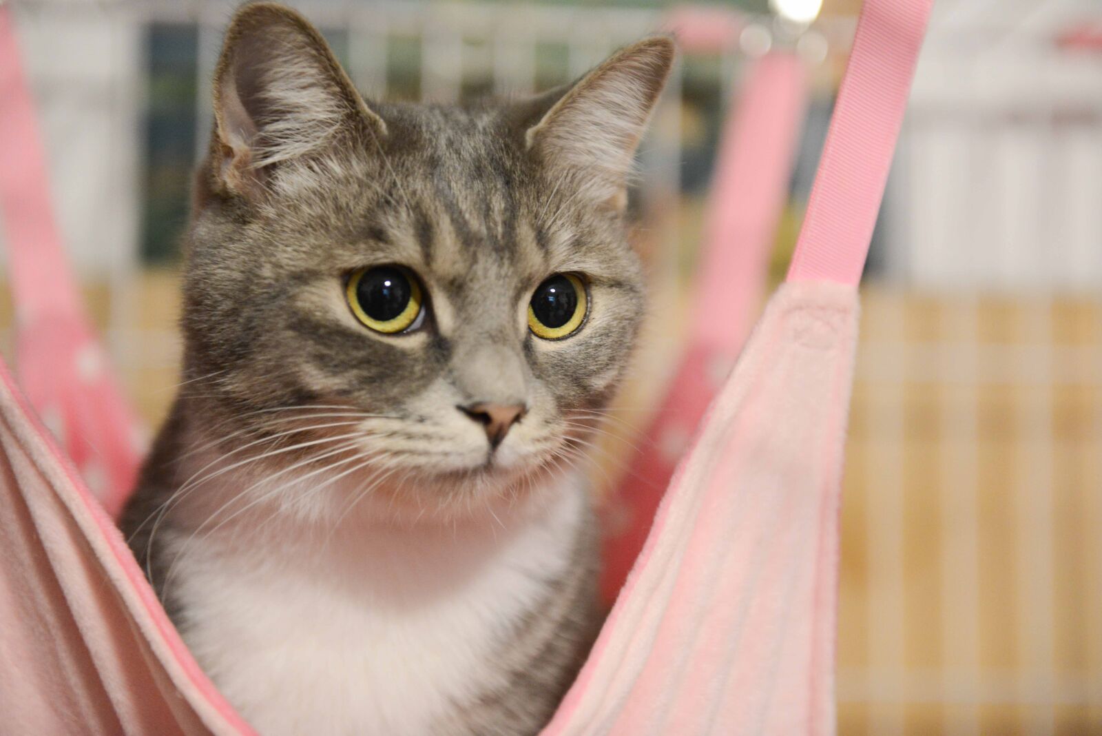 Nikon AF-S Nikkor 24-70mm F2.8G ED sample photo. Cat photography
