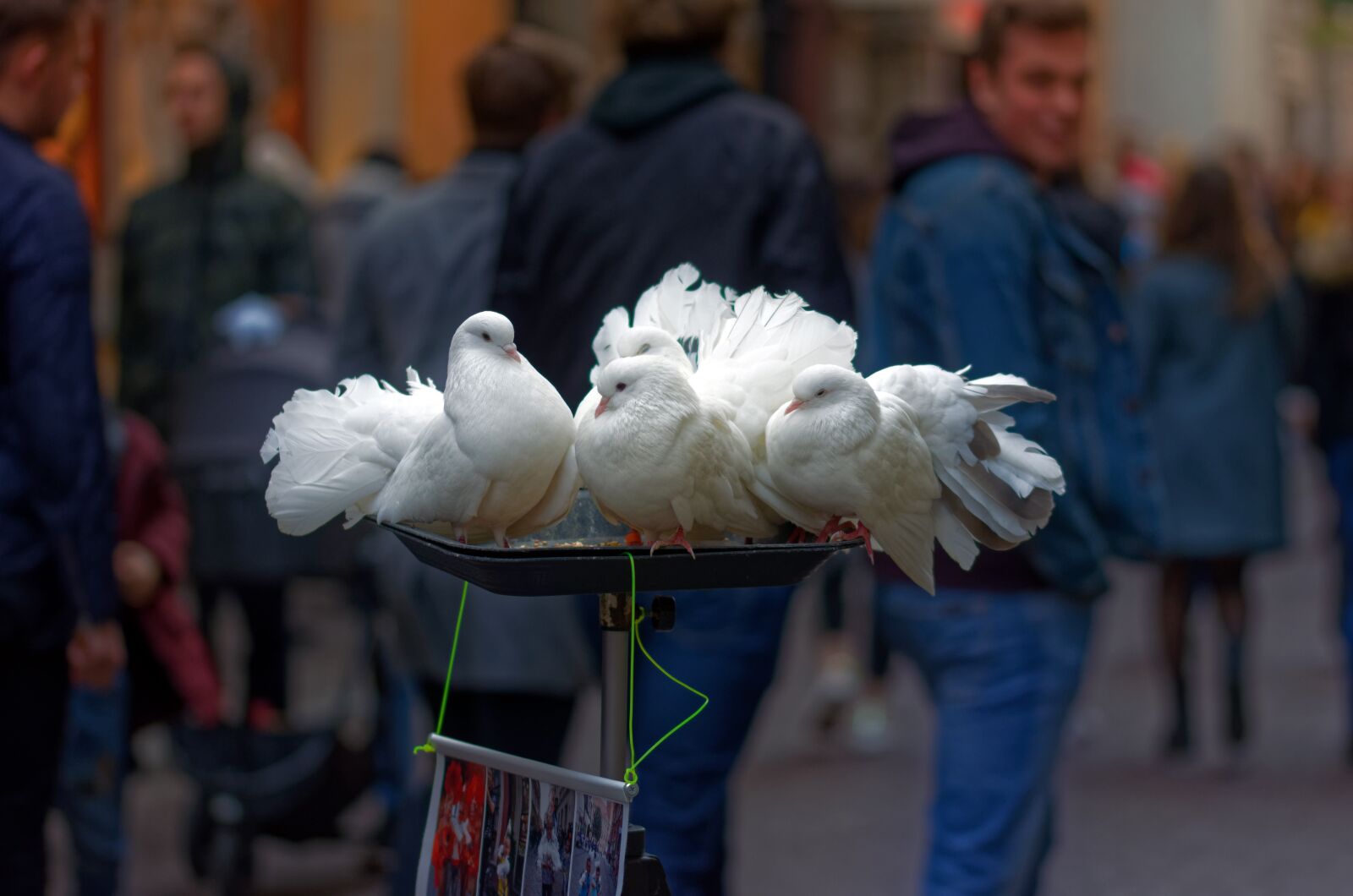 Nikon D5100 sample photo. Pigeons, white, place photography